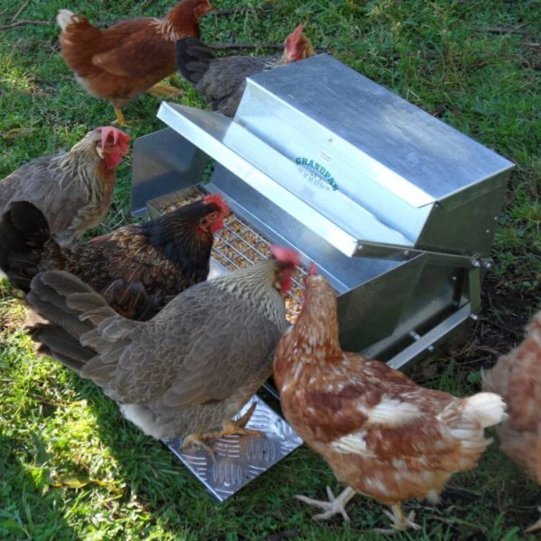 a grandpas chicken feeder with hens feeding